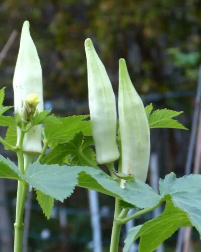 Abelmoschus esculentus 'White Velvet' / Hibiscus esculentus - White Velvet Okra, White Ladies Fingers, Ochro, Okra, Okro, Quiabo - Image 3