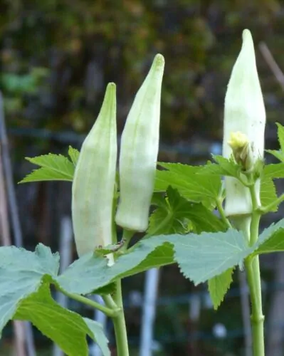 Abelmoschus esculentus 'White Velvet' / Hibiscus esculentus - White Velvet Okra, White Ladies Fingers, Ochro, Okra, Okro, Quiabo - Image 5