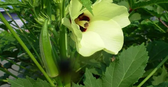 Abelmoschus moschatus - Musk Mallow, Ornamental Okra