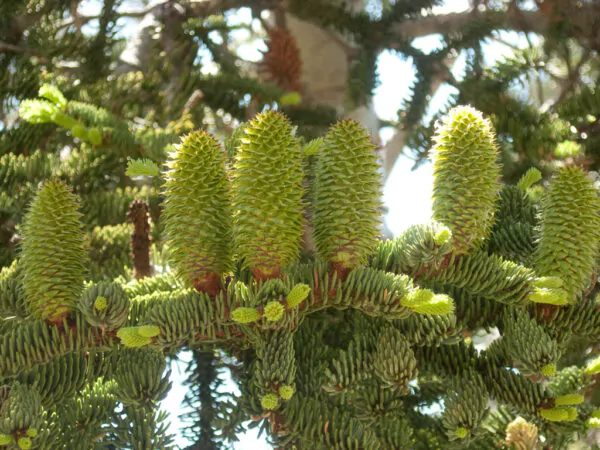 Abies magnifica - California Red Fir - Image 4