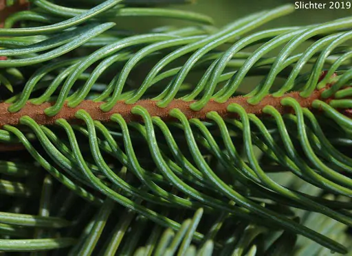 Abies magnifica - California Red Fir - Image 6