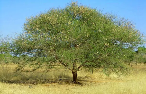 Acacia senegal - Gum Acacia, Gum Arabic Tree, Sudan Gum Arabic, Kher, Khor