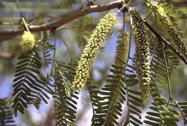 Acacia senegal - Gum Acacia, Gum Arabic Tree, Sudan Gum Arabic, Kher, Khor - Image 2