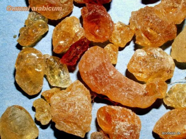 Acacia senegal - Gum Acacia, Gum Arabic Tree, Sudan Gum Arabic, Kher, Khor - Image 3