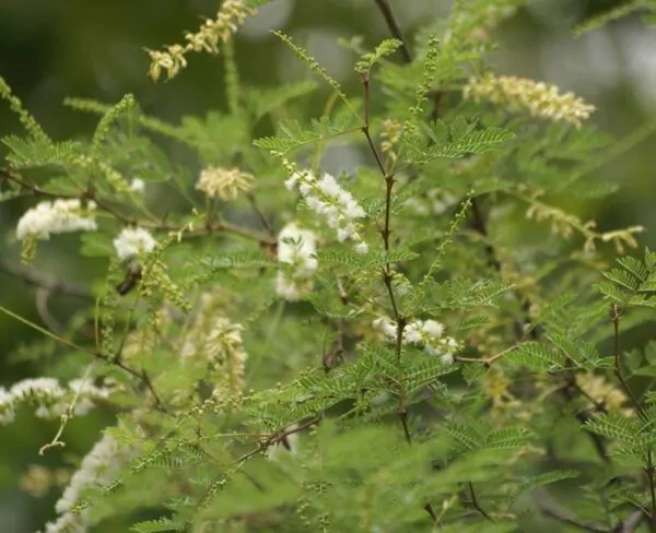 Acacia senegal - Gum Acacia, Gum Arabic Tree, Sudan Gum Arabic, Kher, Khor - Image 4