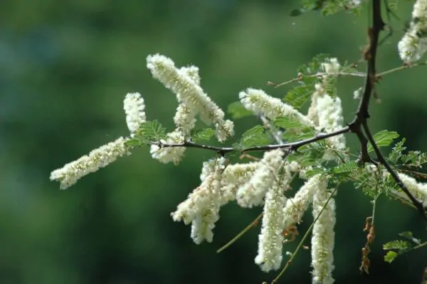 Acacia senegal - Gum Acacia, Gum Arabic Tree, Sudan Gum Arabic, Kher, Khor - Image 5