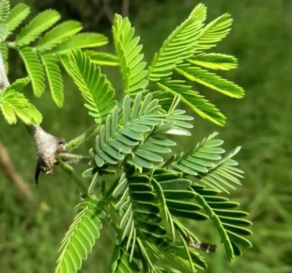 Acacia senegal - Gum Acacia, Gum Arabic Tree, Sudan Gum Arabic, Kher, Khor - Image 6