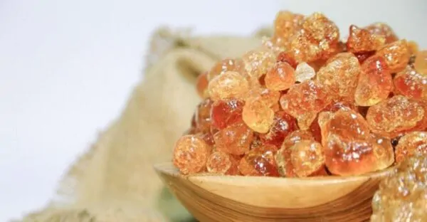 Acacia senegal - Gum Acacia, Gum Arabic Tree, Sudan Gum Arabic, Kher, Khor - Image 7