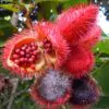 Bixa orellana - Achiote, Annatto - Image 2