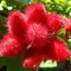 Bixa orellana - Achiote, Annatto - Image 6