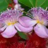 Bixa orellana - Achiote, Annatto - Image 8