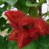 Bixa orellana - Achiote, Annatto - Image 9