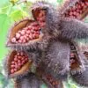 Bixa orellana - Achiote, Annatto - Image 11