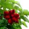 Bixa orellana - Achiote, Annatto - Image 12