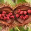 Bixa orellana - Achiote, Annatto - Image 13