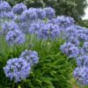 Agapanthus praecox subsp. praecox - Agapanthus Large Blue, Large Blue Lily of the Nile - Image 2
