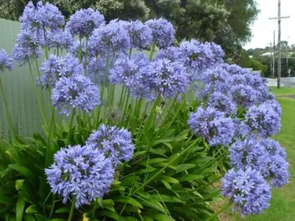Agapanthus praecox subsp. praecox - Agapanthus Large Blue, Large Blue Lily of the Nile - Image 2
