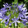 Agapanthus praecox subsp. praecox - Agapanthus Large Blue, Large Blue Lily of the Nile - Image 3