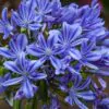 Agapanthus praecox subsp. praecox - Agapanthus Large Blue, Large Blue Lily of the Nile - Image 4