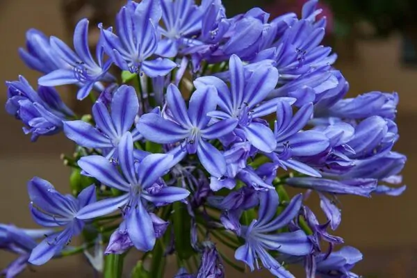 Agapanthus praecox subsp. praecox - Agapanthus Large Blue, Large Blue Lily of the Nile - Image 4