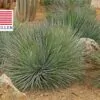 Agave striata subsp. striata - Espadin, Ngopanie Aloe, Hedgehog Agave, Rabo de León - Image 2