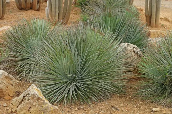 Agave striata subsp. striata - Espadin, Ngopanie Aloe, Hedgehog Agave, Rabo de León