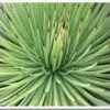 Agave striata subsp. striata - Espadin, Ngopanie Aloe, Hedgehog Agave, Rabo de León - Image 4