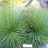 Agave striata subsp. striata - Espadin, Ngopanie Aloe, Hedgehog Agave, Rabo de León - Image 5