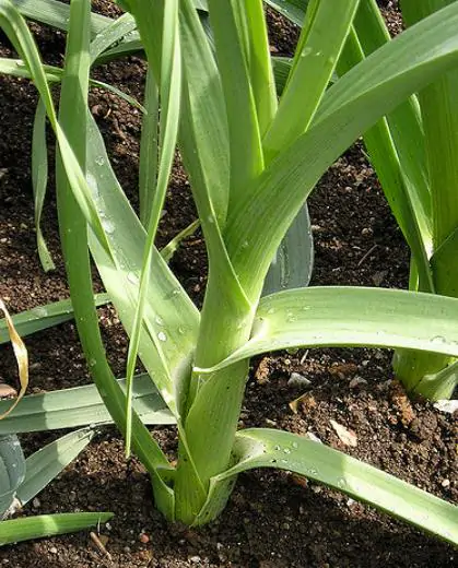 Allium ampeloprasum / Allium adscendens - Porrum Geant de Suisse, Wild Leek, Broadleaf Wild Leek, Giant Swiss Leek, Giant Swiss Leek Early Summer, Giant Leek - Image 2