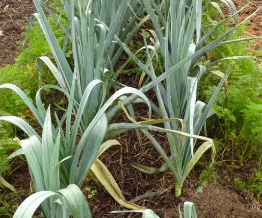 Allium ampeloprasum / Allium adscendens - Porrum Geant de Suisse, Wild Leek, Broadleaf Wild Leek, Giant Swiss Leek, Giant Swiss Leek Early Summer, Giant Leek - Image 3