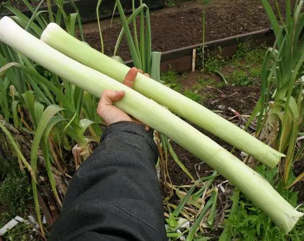 Allium ampeloprasum / Allium adscendens - Porrum Geant de Suisse, Wild Leek, Broadleaf Wild Leek, Giant Swiss Leek, Giant Swiss Leek Early Summer, Giant Leek - Image 7