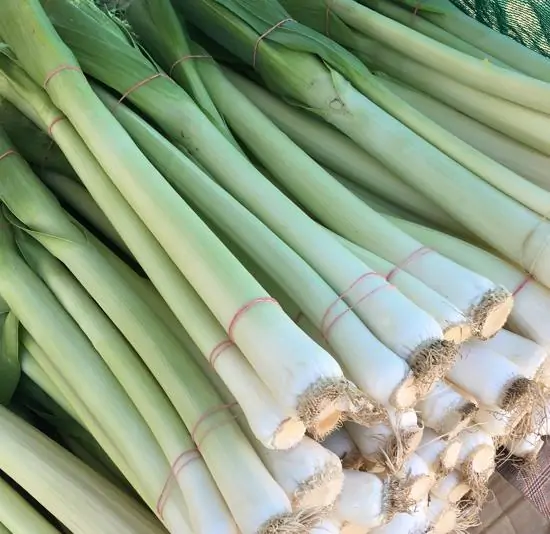 Allium ampeloprasum / Allium adscendens - Porrum Geant de Suisse, Wild Leek, Broadleaf Wild Leek, Giant Swiss Leek, Giant Swiss Leek Early Summer, Giant Leek - Image 8