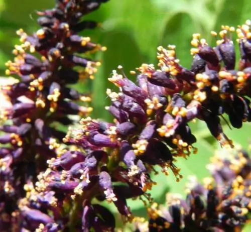 Amorpha fruticosa - False indigo, false indigo of the desert, indigo bush, bastardo indigobush, dese - Image 5