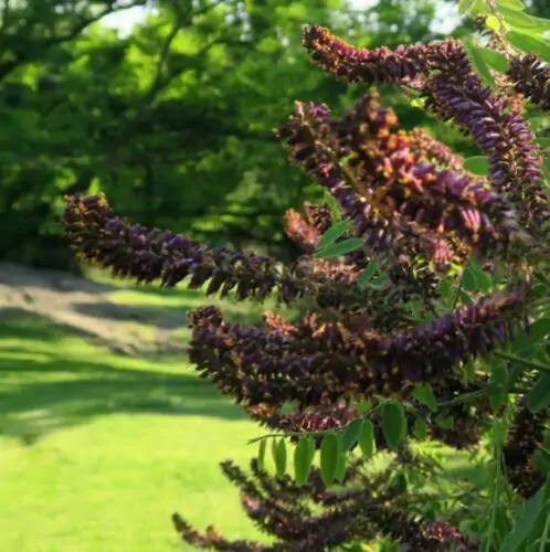 Amorpha fruticosa - False indigo, false indigo of the desert, indigo bush, bastardo indigobush, dese - Image 7