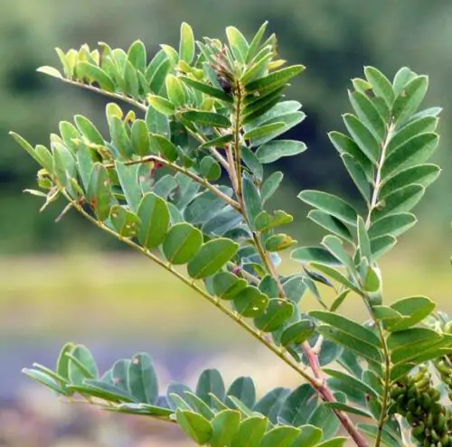 Amorpha fruticosa - False indigo, false indigo of the desert, indigo bush, bastardo indigobush, dese - Image 8