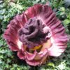 Amorphophallus paeoniifolius / Dracontium polyphyllum / Amorphophallus sativus - Elephant Foot Yam, Whitespot Giant Arum, Suran, Pongapong, Chena