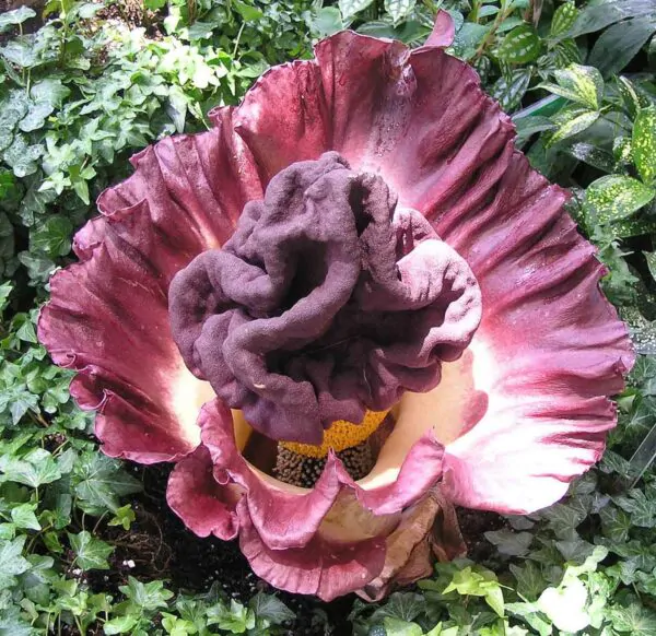 Amorphophallus paeoniifolius / Dracontium polyphyllum / Amorphophallus sativus - Elephant Foot Yam, Whitespot Giant Arum, Suran, Pongapong, Chena