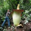 Amorphophallus paeoniifolius / Dracontium polyphyllum / Amorphophallus sativus - Elephant Foot Yam, Whitespot Giant Arum, Suran, Pongapong, Chena - Image 2
