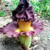 Amorphophallus paeoniifolius / Dracontium polyphyllum / Amorphophallus sativus - Elephant Foot Yam, Whitespot Giant Arum, Suran, Pongapong, Chena - Image 3