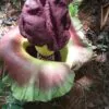 Amorphophallus paeoniifolius / Dracontium polyphyllum / Amorphophallus sativus - Elephant Foot Yam, Whitespot Giant Arum, Suran, Pongapong, Chena - Image 4
