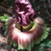Amorphophallus paeoniifolius / Dracontium polyphyllum / Amorphophallus sativus - Elephant Foot Yam, Whitespot Giant Arum, Suran, Pongapong, Chena - Image 5