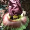 Amorphophallus paeoniifolius / Dracontium polyphyllum / Amorphophallus sativus - Elephant Foot Yam, Whitespot Giant Arum, Suran, Pongapong, Chena - Image 6