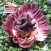 Amorphophallus paeoniifolius / Dracontium polyphyllum / Amorphophallus sativus - Elephant Foot Yam, Whitespot Giant Arum, Suran, Pongapong, Chena - Image 7