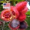 Bixa orellana - Achiote, Annatto - Image 14