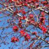 Bombax ceiba - Red Cotton Tree, Silk Cotton Tree, Simal, Kapok, Bombax malabaricum - Image 2