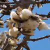 Bombax ceiba - Red Cotton Tree, Silk Cotton Tree, Simal, Kapok, Bombax malabaricum - Image 3