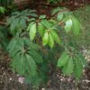 Bombax ceiba - Red Cotton Tree, Silk Cotton Tree, Simal, Kapok, Bombax malabaricum - Image 5