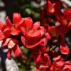Bombax ceiba - Red Cotton Tree, Silk Cotton Tree, Simal, Kapok, Bombax malabaricum - Image 7