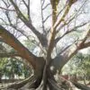 Bombax ceiba - Red Cotton Tree, Silk Cotton Tree, Simal, Kapok, Bombax malabaricum - Image 8