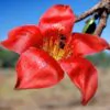 Bombax ceiba - Red Cotton Tree, Silk Cotton Tree, Simal, Kapok, Bombax malabaricum - Image 9